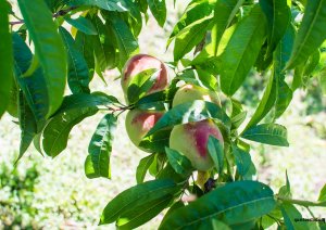 Roteiro  L'Amore Di Colonia